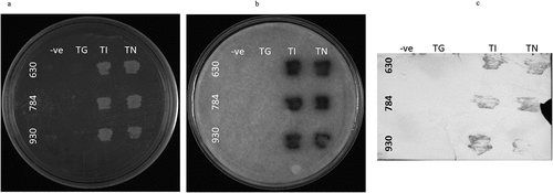 Figure 7. In vivo membrane-yeast-two-hybrid (MYTH) assay for OsGPCRLPs (630, 784 and 930) with RGA1. A. NMY51 yeast strain non-transformed negative control (TG), positive control (TI) and test (TN), plated on 4-dropout selection media supplemented with 0.5 mM 3-AT. B. Filter lift assay of plate a showing strength of interaction between high-ranked OsGPCRLP baits and RGA1 as prey. C. Western blot assay of plate a showing the specificity of the bait proteins.