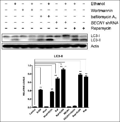 Figure 1. Ethanol increases LC3 lipidation. SH-SY5Y neuroblastoma cells were treated with or without ethanol (0.8%) in the presence/absence of wortmannin (Wort: 10 μM), bafilomycin A1 (Baf: 10 nM), rapamycin (Rap: 10 nM) or BECN1 shRNA (BECN1). The protein samples were collected 8 h after the treatment. The levels of LC3 were examined with immunoblotting (top panel). Relative levels of LC3-II were quantified by densitometry and normalized to actin levels (bottom panel). * P < 0.05, **P < 0.01. (from ref. 35 with permission of the publisher).