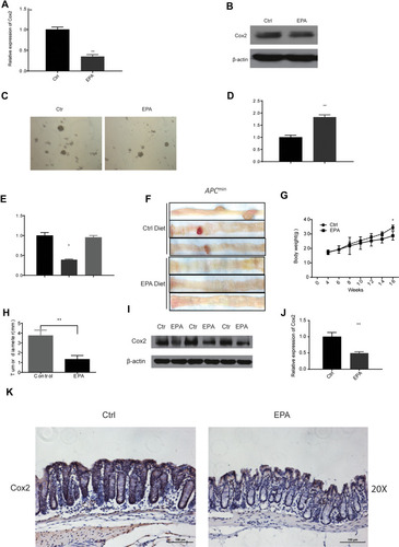 Figure 4 EPA could inhibit Cox2 expression by regulating miR-101 expression. (A, B) After 48 hrs, 10 µM EPA reduced the activity of Cox2 in SW480 cells on mRNA (A) and protein (B) level. (C) After 7 days, 10 μM EPA inhibited the clone number and size of SW480 cells by soft agar clone formation test. (D) miR-101 is upregulated with the application of 10µM EPA in SW480 cells. (E) EPA’s inhibiting role on Cox2 could be cancelled by blocking the expression of miR-101 in SW480 cells. (F) EPA diet could decrease the colon tumor formation in Apcmin mouse. (F, G) EPA diet could increase the bodyweight (G) and decrease the tumor diameter (H) in indicated mice. (I–K) In vivo, after 16 weeks EPA diet, the Cox2 expression both in protein and mRNA level is inhibited strikingly. *P<0.05, **P<0.01.