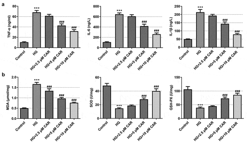 Figure 2. CAR inhibited the inflammation and oxidative stress in HG-induced ARPE-19 cells. (a). ELISA kit was adopted to test the level of inflammatory factors TNF-α, IL-6, IL-1β in cells induced by HG after CAR treatment. (b). The levels of MDA, SOD, GSH-PX in cells induced by HG were measured by means of corresponding kits after CAR treatment. Data are expressed as mean ± SD. ***P < 0.001 versus control. ###P < 0.001 versus HG.