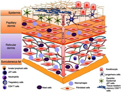 Figure 1 Different types of immune cells such as Langerhans cells, dendritic epidermal γδT cells (DETC), memory αβT cells (TRM), dendritic cell macrophages, neutrophils, mast cells, T-regulatory cells (T-reg) and CD8+ TEM Cells (Effector-Memory cells) are present in epidermis and dermis.