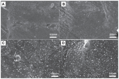Figure 1 Representative SEM images of uncoated Ti A) and Se-coated Ti with low B) medium C) or high D) doses of Se nanoclusters.Note: Scale bars are 500 nm.Abbreviations: Se, selenium; SEM, standard error of mean; Ti, titanium.