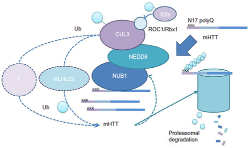 Figure 2 Possible mechanism models of NUB1-mediated mHTT clearance.
