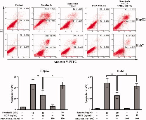 Figure 2 HGF protects HCC cells from sorafenib-induced apoptosis. Apoptosis of HepG2 and Huh7 cells detected by the Annexin V–FITC/PI assay. Cells were treated with or without 50 ng/ml HGF for 24 h, thentreated with indicated compounds for 48 h. The rate of apoptosis was determined using a flow cytometer, and data were analyzed using Kaluza software and were reported as the mean ± SD. The results are representative of three independent experiments. p<.05.