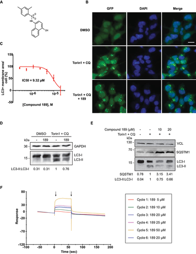 Figure 4. Compound 189 reduces autophagy levels in cells. (A) Structure of compound 189. (B) Representative images of HEK 293A GFP-LC3B cells tested without and with 10 µM compound 189 for 24 h. Basal steady state levels of autophagy are observed in DMSO treated cells. 200 nM torin1 + 20 µM CQ were used to induce autophagy in the final 2 h of treatment. Scale bar: 20 µm. (C) Dose-response curve of compound 189 effect on autophagy. Cells were treated with the compound at serial dilutions in the range of 20–0.31 µM for 22 h, followed by 2 h treatment with torin1 + CQ. Data are presented in logarithmic scale as LC3+ membrane area/cell, mean ± SD, n = 3 independent biological repeats. (D and E) Western blots of HEK 293A cells treated with 10 µM compound 189 for 22 h, followed by 2 h of torin1 + CQ, and blotted with LC3B (D) or SQSTM1/p62 (E) antibodies, and GAPDH or VCL (vinculin) antibodies, as loading controls. (F) SPR plot of compound 189 binding to recombinant ATG12-Flag. Black arrows represent association (left) and dissociation (right) points. Cycle number represents the order of injection. The 20 µM sample concentration was injected twice to ensure consistency of association levels.