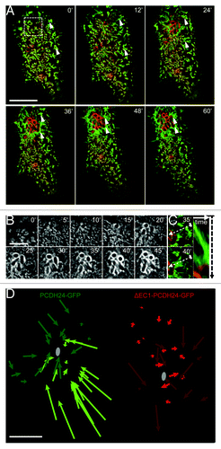 Figure 1. Brush border microvilli flow toward sites of EPEC attachment. (A) Time-lapse images of EPEC infected Caco-2BBE cell expressing PCDH24-GFP (green) and mCherry-UtrCH (red). Microvilli cluster and flow (arrowheads) toward the site of bacterial attachment; scale bar = 10 μm. (B) Time-lapse images of actin (mCherry-UtrCH) accumulation and pedestal formation in cell shown in (A); scale bar = 5 μm. (C) Example of clustered microvilli on cell shown in (A) flowing toward developing pedestal. Right: Kymograph of microvillar cluster along dashed line between frames shown at Left. (D) Plots of microvillar flow in Caco-2BBE cells expressing GFP-tagged full-length PCDH24 (green) or the dominant negative ΔEC1-PCDH24 (red). Shades indicate different cells; gray circles represent site of bacterial attachment closest to each microvillus tracked. Scale bar = 5 μm.