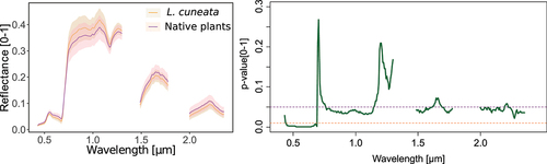 Figure 3. (a) Spectral signatures of L. cuneata and native plants from our airborne hyperspectral data. Shaded regions show the standard deviation of spectra. (b) Statistical difference between the reflectance of L. cuneata and native plants based on Kruskal-Wallis test (green line). The upper purple dashed line shows the p-value at 0.05, and the lower orange dashed line shows the p-value at 0.01.