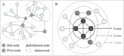 Figure 3. Schematic diagram for network measurements used to decipher the ncRNA-mediated cell death system. (A) A schematic diagram represents one bottleneck node, 2 hub nodes and one pivot node. Hubs are highly connected to other nodes in the network and act as the center point within the modules or subnetworks. Evidence from model organisms indicates that hub proteins tend to be encoded by essential genes, and the deletion of hub nodes leads to amount of diseases. Bottlenecks are defined as proteins with a high betweenness that are central to many paths in the network, and play a key role in controlling network signaling, and also like to be essential proteins, and often function as key genes in the development of disease progression. Pivots correspond to significantly shared members of 2 different pathways or subnetworks, which potentially have a role as molecular switches between these pathways or subnetworks, and further sheds light on the organization of the cellular machinery. (B) Schematic description of the 3-core decomposition of a network. k-core is a subnetwork defined by iteratively removing the nodes with a degree lower than k and their incident links. The inner k-cores were shown to be global hubs and enriched with lethal genes, which may potentially act as the evolutionarily conserved backbone of ncRNA-mediated cell death system.
