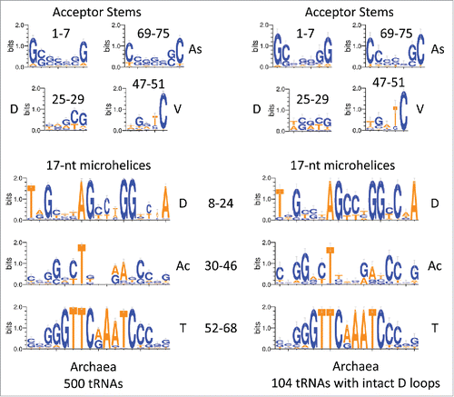 Figure 3. A logo comparison of archaeal tRNAs is shown. The left panel represents 500 archaeal tRNAs. The right panel represents 104/500 total archaeal tRNAs selected for having no deletions in the D loop (104 tRNAs). The numbering is based on the 75-nt tRNA model (Fig. 1).