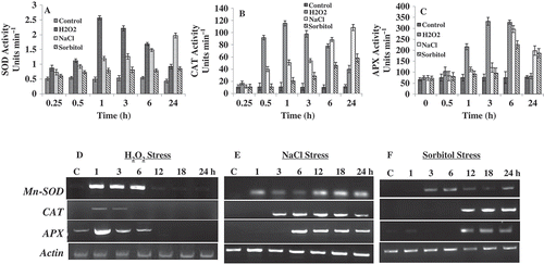 Fig. 3. Effect of H2O2, NaCl and sorbitol on antioxidant gene expression and enzyme activity. (A) SOD activity (B) CAT activity (C) APX activity in Chlamydomonas reinhardtii vegetative cells exposed/unexposed to H2O2 and NaCl, independently. Data are the means of three independent experiments ± SE. (D, E & F) Effect of H2O2, NaCl and sorbitol on the transcript abundance of Mn-SOD, CAT and APX in C. reinhardtii. The cells were independently treated with H2O2 and NaCl at 1, 3, 6, 12, 18 and 24 h; total RNAs were extracted from the cells and RT-PCR assays were performed. Actin was used for cDNA normalization.