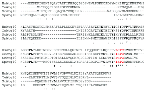Figure 1. Bioinformatic analysis of the potential Atg10 homolog in S. pombe. CLUSTAL sequence alignment of Atg10 family members from human (HsAtg10), Caenorhabditis elegans (CeAtg10) and S. cerevisiae (ScAtg10), together with the predicted protein sequence of Spac227.04 (SpAtg10) is shown. Asterisks indicate identical amino acids shared by all the proteins; a colon, a highly similar substitution; full stop, a similar substitution. Bold indicates an amino acid that is found in at least three of the Atg10 proteins and ΨHPC motifs are shown in red.