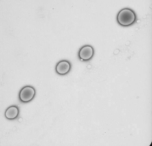 Figure 7.  Photomicrograph of pluronic gel 1 year after preparation.