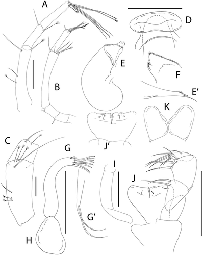 Figure 14. Pseudotanais rapunzelae sp. nov., (a), female antennule; (b), antenna; (c), antennule of subadult male; (d), labrum; (e), left mandible, with (e’), molar; (f), right mandible; (g), maxillule with (g’), maxillule palp; (h), maxilla, (i), epignath; (j), maxilliped and (j); maxilliped endites; (k), labium. Scale lines = 0.1 mm