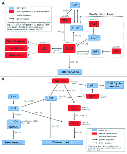 Figure 5. Proposed genomic and epigenomic interactions in HNSCC: (A) Proposed partial pathway interplay of p53 and PAX5 in HNSCC. Downregulation of PAX5 leads to differentiation. When methylated, PAX5 an upstream target of p53, fails to activate the later which is also silenced due to mutations, and thus DNA repair, Apoptosis, and Growth Arrest pathways are inactive; (B) PAX1-NOTCH1 interplay through crosstalk of Hedgehog and Notch pathways in cell differentiation and proliferation signals. Notch1 induces p21 expression, either directly through the canonical pathway or indirectly through Hes1 and NFAT activation, leading in both cases to cell cycle arrest. Active Notch1 targets either the Hox family or Hes1. Hes1 is active and will block differentiation. The HOX family of transcription factors, downstream targets of Notch signaling, is frequently silenced, thus blocking the activation of PAX1 which is also downregulated in HNSCC and will not promote differentiation. PAX1 expression can also be induced by Shh through Gli2, which is active. Finally, proliferation is promoted through Gli2 interaction with CCND1 and CCND2.
