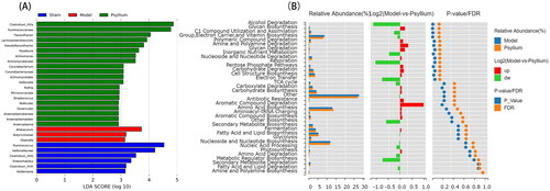 Figure 4. Metabolic analysis based on gut microbiome. (A) Linear discriminant analysis of effect size of bacteria with significant effects on different groups. (B) MetaCyc function analysis of PSH using Wilcoxon’s test.