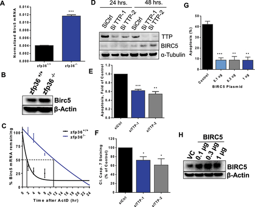 Figure 6. Birc5 mRNA expression in the absence of TTP. (A and B) zfp36+/+ and zfp36−/− MEFs were seeded at 70% confluency overnight then total protein or RNA were extracted for immunoblotting or RT-qPCR. Birc5 mRNA expression was measured with TaqMan specific primers for mouse Birc5 and normalized to mouse β -actin. Data are from one experiment representative of three independent experiments, *** P < 0.0001 (Student’s t-test). Birc5 protein expression was assessed by probing with anti-mouse Birc5 antibody and anti-mouse β-actin as the loading control. Data are from one experiment representative of two independent experiments. (C) BIRC5 mRNA stability in TTP wild-type and knockout MEFs. Cells were seeded in 6-well plates in incubated in regular serum overnight. Cells were serum-starved the next day by replacing media with low-serum media (0.5% FBS) for 18 h then re-stimulated with 10% serum for 2 h followed by addition of Actinomycin D (ActD, 5 µg/ml) to the cells. Total RNA was extracted at 0, 2, 4, 8, and 24 h for RT-qPCR using TaqMan expression assays for mouse Birc5 and β-actin as the endogenous control. The one-phase decay model was used to estimate BIRC5 mRNA half-life. The data are from one experiment representative of two independent experiments.