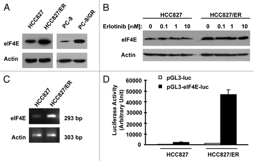 Figure 4. Erlotinib-resistant NSCLC cells possess elevated levels of eIF4E protein (A and B) and mRNA (C and D). (A and B) Whole-cell protein lysates were prepared from the indicated cell lines (A) or cell lines exposed to different concentrations of erlotinib for 6 h (B) and then used for western blot analysis to detect the given proteins as indicated. (C) Total cellular RNA was isolated from both parental and HCC827/ER cells for detection of eIF4E mRNA by RT-PCR. (D) eIF4E promoter activities in the given cell lines were performed with transfection of the given reporter constructs into HCC827 or HCC827/ER cells followed with a luciferase activity assay after 48 h. Each column represents the mean ± SD of triplicate determinations.
