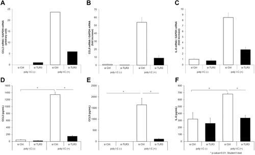 Figure 5 TLR3 is involved in the expression CCL2, CCL5, and IL-8 induced by poly I:C. SW480 were transfected with siRNA against TLR3 or non-silencing control siRNA. After 48 h, the cells were treated with poly I:C. After further incubation for 4 h and 24 h, RNA was extracted, and the conditioned medium was collected. The expressions of mRNA (A–C) and protein (D–F) for CCL2, CCL5, and IL-8 were estimated using quantitative real-time RT-PCR and ELISA, respectively. Expression of all of CCL2, CCL5, and IL-8 was upregulated by poly I:C and siRNA against TLR3 inhibited the upregulation of these molecules. *p-value < 0.01; Student’s t-test.