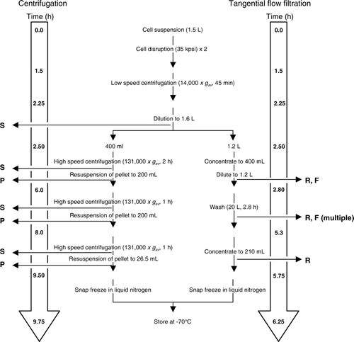 Figure 2.  Flow diagram comparing the approximate timings of steps in bacterial membrane preparation by centrifugation and by tangential flow filtration. The points at which samples were taken for analysis are also indicated: S = supernatant, P = pellet, R = retentate, F = filtrate. During the 20 l wash stage of the tangential flow filtration procedure, filtrate samples were taken at 10 or 15 min intervals, and retentate samples at 15 or 30 min intervals, as detailed in Figure 3.