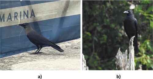 Figure 1. Comparison between house crows and jungle crows. (A) House crow (C. splendens) has a brighter colour on its neck, thus also called grey necked crow. (B) Large-billed crow species (C. macrorhynchos) or the jungle crow with full black feathers and a distinct big beak. Photo (a) was taken at Johor Bahru, Johor while photo (b) was taken by a fellow research officer in FRIM, Aina Amira Mahyudin at Ulu Muda Reserved Forest, Kedah.