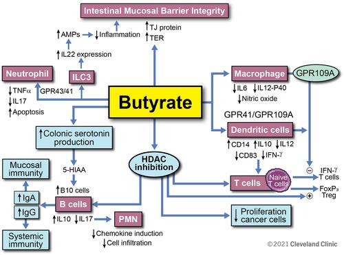 Figure 4 Overview of butyrate modulatory effects on immune function. Butyrate enhances the intestinal mucosal barrier by directly inducing tight junctional proteins in the epithelium. This effect is further augmented by butyrate’s induction of IL-22 secretion from ILC3 cells. Through interaction with GPCR 43 and 41, butyrate inhibits the proinflammatory cytokine secretion from neutrophils. Butyrate has direct effects on macrophages and dendritic cells via GPCR and modulates T cell function by increasing Foxp3 T cells while inhibiting IFN-ɣ producing T cells. Butyrate increases serotonin production and is also an inhibitor of HDAC. It modulates B cell function through these routes and increases anti-inflammatory cytokine IL-10 while it decreases IL-17. By increasing IgA and IgG antibody response from B cells, butyrate augments specific immunity and inhibits autoimmunity. Reprinted with permission, Cleveland Clinic Center for Medical Art & Photography ©2021. All Rights Reserved.Citation163