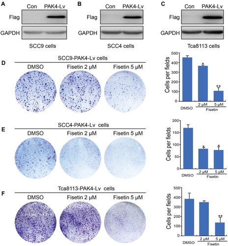 Figure 2 Fisetin inhibits the proliferation of PAK4-overexpressing OSCC cells.