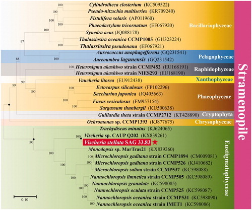 Figure 1. Phylogenetic analysis of Vischeria stellata SAG 33.83. The maximum likelihood phylogenetic tree was inferred from the 28,824 bp collinear sequences of 54 genes in all 30 algae species, by the use of General Time Reversible and Gamma distributed with invariant sites substitution model(GTR + G+I). The significant level of the phylogenetic tree was determined by bootstrap testing with 1000 replications. Bootstrap support values were then shown in branches when they reached over 88%. GenBank accession numbers are shown in parentheses and the scale bar indicates 0.10 substitutions per nucleotide position.