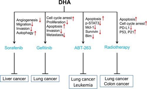 Figure 2 Sensitization of DHA to targeted drugs and radiotherapy. Red arrows ↑ and ↓ indicate proteins or pathways up-regulated and down-regulated by DHA to elevate the toxicity of targeting drugs or radiotherapy to cancer cells.