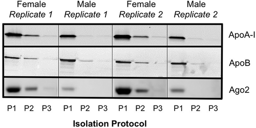 Figure 2. Western blot protein analysis for assessment of co-isolation of lipoprotein (ApoA1 and ApoB) and Ago2. P1, P2 and P3 represent samples isolated from Protocol #1 (2 ultracentrifugation cycles), Protocol #2 (3 ultracentrifugation cycles) and Protocol #3 (2 ultracentrifugation cycles with 30% sucrose cushion) respectively.