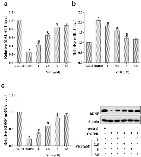 Figure 2. The expression of MALAT1 in OGD/R induced N2A neurons was increased by vitamin B1 and B12. To evaluate the effect of vitB on MALAT1 expression and which levels of vitB were suitable in N2A cells, OGD/R and VitB at different concentrations were introduced to allocate into six groups: control, OGD/R, OGD/R + 1 μM VitB, OGD/R + 2.5 μM VitB, OGD/R + 5 μM VitB, and OGD/R + 7.5 μM VitB. (a) The expression of MALAT1 in N2A cells was detected by qRT-PCR. (b, c) The expression level of miR-1, BDNF mRNA and protein in N2A cells was determined by qRT-PCR and western blot, respectively. *P < 0.05 compared with control; #P < 0.05 compared with OGD/R; &P < 0.05 compared with 1μM; $P < 0.05 compared with 2.5μM.