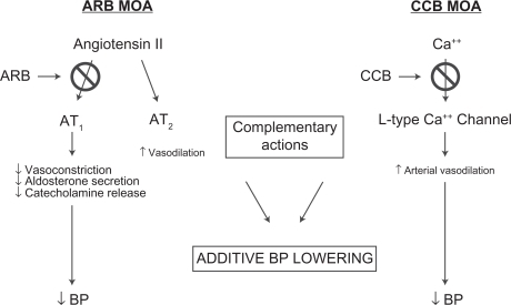 Figure 3 Complementary mechanisms by which ARBs and CCBs lower BP. ARBs block the effects of angiotensin II at the AT1 receptor thus suppressing vasoconstriction. CCBs block the entry of calcium into cells allowing arterial smooth muscle to relax causing peripheral vasodilation. These complementary activities cause reductions in blood pressure. Reproduced with permission from Neutel JM. Complementary mechanisms of angiotensin receptor blockers and calcium channel blockers in managing hypertension. Postgrad Med. 2009;121(2):40–48. Copyright © 2009 JTE Multimedia, LLC.