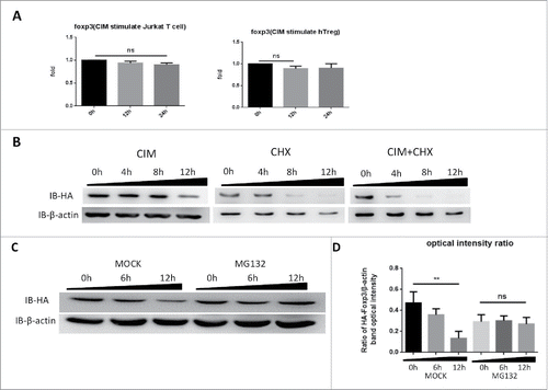 Figure 2. Cimetidine stimulation of cells leads to Foxp3 degradation rather than expression inhibition. A. Minimal decrease in foxp3 gene expression in response to CIM stimulation. Total RNA was isolated from HA-Foxp3 Jurkat T cells and Human Treg cells at intervals during stimulation with CIM then reverse-transcribed to cDNA and then qPCR for foxp3 and reference gene GAPDH transcripts was carried out. Normalized-fold changes compared to time zero are shown, and t-test used to analyze the correlation between the groups. The two-tailed P value of Jurkat groups and Treg groups are 0.0614 and 0.1271, respectively. B. Protein synthesis inhibitor CHX enhances the decrease in Foxp3 protein seen during incubation with CIM. HA-Foxp3 Jurkat T cells were stimulated with CIM (5 μg/ml) for 0, 4, 8, or 12 h in the presence or absence of CIM (5 μg/ml) or CHX (5 μg/ml). Cell lysates were normalized for protein content and subjected to Western Blotting. C. Proteasome inhibitor MG132 suppressed the reduction of Foxp3 protein in CIM-stimulated Jurkat cells. HA-Foxp3 Jurkat T cells were stimulated with CIM (5 μg/ml) in the presence or absence of MG132 (5 nM). Cell lysates were normalized for protein content and subjected to Western Blotting. The relative expression of HA bands compared to β-actin bands was analyzed as intensity ratio by Image-Pro Plus (D). Depicted are the representative results of at least 3 independent experiments. Data are expressed as means with SD from 3 independent experiment. Statistical significance was calculated using t-test (**P< 0.01 and *P < 0.05).