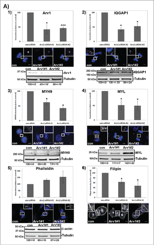 Figure 6. Arv1 promotes recruitment of IQGAP1, MYH9 and MYL, but not F-actin, to the cleavage furrow. (A) HeLa cells grown on coverslips were depleted or not of Arv1 for 48 hours. The cells were fixed, permeabilized and stained with Hoechst (blue) and anti-Arv1 (white, 1), anti-IQGAP1 (white, 2), anti-MYH9 (white, 3), anti-MYL (white, 4)), phalloidin (white, 5) or 50 ng/ml Filipin (white, 6). DRAQ5 (blue) was used to stain the nucleus of Filipin-stained cells Scale bar is 5 μm. The intensities of 10 randomly selected cells per experiment were determined by the LSM software (version 3.2) and the average of at least 3 separate experiments are shown (± S.E). Western blot analysis was performed to determine the total cellular expression of the different proteins investigated (lower panel). The intensities of the immunoreactive bands relative to the loading control (Tubulin) were quantified using the Odyssey software and the average of 3 separate (± S.E) are given below typical Western blot results. Significant different results are indicated (*p<0.05 and ***p<0.01). (B, C) HeLa cells seeded on coverslips were treated or not with 1 μg/ml U18666A for 24 hours (B) or 5 mM metyl-β -cyclodextrin (MβCD) for 60 minutes (C), fixed, permeabilized and stained with Hoechst (blue) and anti-Arv1 (white), anti-IQGAP1 (white), anti-MYH9 (white), anti-MYL (white) or 50 ng/ml Filipin (white). DRAQ5 (blue) was used to stain the nucleus of Filipin-stained cells. Scale bars, 5 μm. The fluorescence intensities were determined by the LSM Software (version 3.2) and the graph shows the average of 3 independent experiments (± S.E), where significant different results are indicated as *p<0.05 and ***p<0.01.