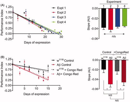 Figure 2. Utilization of the DART setup for compound screening. (A) Comparison of the performance of the tAβ1–42-expressing flies across 4 biological repeats of the same longitudinal experiment. No significant differences between the slopes were found (p = .3396). (B) Feeding flies Congo Red shows no significant improvement in motor performance of control or tAβ1–42-expressing flies (p = .978 and p = .9709 respectively). All comparisons by one-way ANOVA with Tukey’s multiple comparisons test *p < .05.