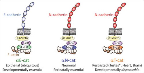 Figure 1. Schematic representation of cadherin-catenin complexes with distinct α-catenin isoforms αE-cat, αN-cat and αT-cat. Note that there is substantial isoform diversity at the other positions in the cadherin-catenin complex, such as ∼19 classical cadherins (i.e., catenin-binding) encompassing both type I and type II forms,Citation91 three p120ctns as well as the β-catenin homologue, plakoglobin (reviewed inCitation92). For simplicity, these other isoforms are not shown with the exception of αE-cat participating in an E-cadherin complex, and αT-cat with an N-cadherin complex.