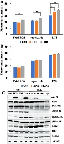 Figure 3. Low dose-rate IR caused increased ROS and RNS generation in human normal cells. 48BR (A) and HeLa (B) cells were irradiated by high or low dose-rate γ-rays (total dose: 3 Gy). After incubated for 0.5 h, the cells were treated with 500 μl of ROS/RNS Detection Mix for 2 h at 37°C. Then the images were captured and the intensity were analyzed using Image J software. Data represent mean ± SEM (n = 4–6), **P ≤ .01, Student’s t test. (C) Extracts from 48BR and HeLa cells, irradiated by high or low dose-rate γ-rays after incubation for 0.5 h or treated with 10 μM of pyocyanin for 2 h, as analyzed by western blot analysis using the indicated antibodies.
