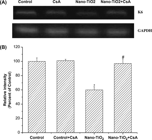 Fig. 4. Effects of MPT pore in nano-TiO2-induced K6 mRNA expression.Notes: Effects of MPT pore in nano-TiO2-induced K6 mRNA expression. Cells were treated with 200 μg/mL nano-TiO2 only, or pretreated with CsA (10.0 μM) for 30 min, followed by treatment with 200 μg/mL nano-TiO2. Control was received culture medium only. All samples were irradiated with the UVA light for 1 h and then cultured for 24 h. Results are expressed as mean ± SEM of at least four different experiments (*p < 0.05 represents the comparison with the control group; #p < 0.05 represents the comparison with the nano-TiO2 group).