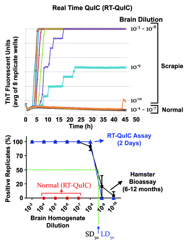 Figure 1. End-point dilution quantitation of prion seeding activity by RT-QuIC. Top panel: We show the average relative fluorescence from RT-QuIC reactions seeded by dilutions (8 replicate wells per dilution) of hamster 263K scrapie brain homogenates as a function of time. With more dilute seed samples, the lag phase prior to the rapid fibrilization phase increases and stepwises increases in the fluorescence can be seen as individual reactions become positive. Near the endpoint dilution (in this case the 10−9 dilution) only a subset of the replicate reactions became ThT positive. Bottom panel: Comparison of proportion of positive replicate RT-QuIC reactions (blue) and clinically affected hamsters (black) inoculated with the designated dilutions of 263K scrapie hamster brain homogenate. Normal brain controls are shown in red for the RT-QuIC. From these curves, estimates of the SD50 and LD50 can be made, however, we typically make these estimates using Spearman-Karber analyses of the data.Citation44 In this example (but not all sample types), the dilutions containing an SD50 and an LD50 were similar, indicating similar sensitivities of the RT-QuIC and bioassays for these samples. However, whereas the RT-QuIC assay takes ~2 d, the bioassay take 6–12 mo for determining end-point dilutions. Adapted with permission from Wilham et al.Citation6