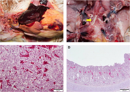 Figure 2. Lesions from post-mortem examinations of new H9N2 Y280-like LPAI cases in South Korea. (a) Fatty liver haemorrhagic syndrome (FLHS). (b) Necrotic and vacuolated hepatocytes. (c) Primary bronchi with caseous plugs (arrow). (d) Lymphocyte infiltration and cell necrosis in the mucosa with vacuoles containing cell debris in the trachea of an infected broiler. Loss of cilia was observed. The tracheal sample was positive for infectious bronchitis (IB) virus and H9N2 avian influenza (AI) virus by RT-PCR.