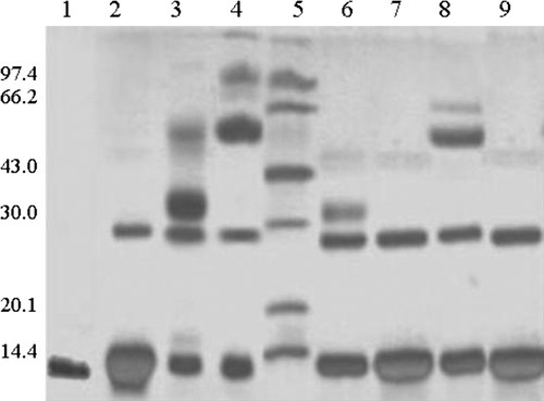 Figure 8.  SDS-polyacrylamide gel electrophoresis of Pegylated-Hb with PEG10kDa and PEG20kDa. The gel concentration is 13.5% and was stained by silver. Lane 1, natural hemoglobin; Lane 2, the result of intramolecularly cross-linked hemoglobin; Lane 3, the result of PEG10kDa-modified hemoglobin by liquid phase; Lane 4, the result of PEG20kDa-modified hemoglobin by liquid phase; Lane 5, standard protein markers; Lane 6, the result of the first elution peak of PEG10kDa-modified hemoglobin by solid phase; Lane 7, the result of elution peak of PEG10kDa-modified hemoglobin by solid phase; Lane 8, the result of the first elution peak of PEG20kDa-modified hemoglobin by solid phase; Lane 9, the result of elution peak of PEG20kDa-modified hemoglobin by solid phase.