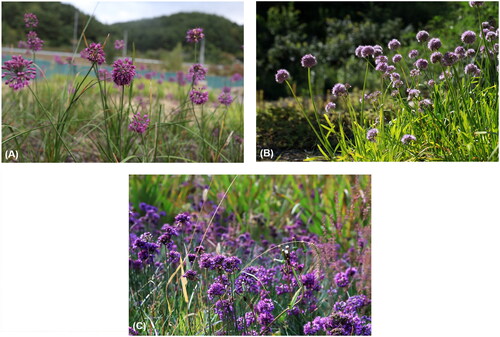 Figure 1. Images of the Allium species. Photographs of the reference images were taken by the authors at the Baekdudaegan National Arboretum, South Korea, without any copyright issues. Seeds were provided by Baekdudaegan National Arboretum Seed bank and propagated in the Baekdudaegan National Arboretum. (A) A. sacculiferum Maxim. (B) A. thunbergii G. Don. (C) A. taquetii H. Lév. & Vaniot.