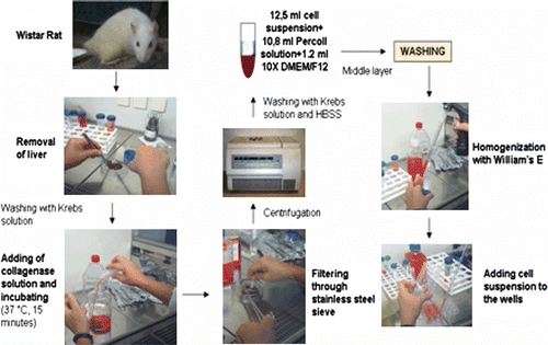 Figure 1.  Schematic presentation of isolation method.