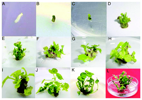 Figure 2. Cotton (Gossypium hirsutum L.) plant regeneration by organogenesis from embryo apex segments. (A) Embryo apex explants from 2-d-old seedlings on multiple shoot induction medium. (B) Two days later, embryo apex explant turned into green. (C) Swelled proximal end. (D) Multiple shoot buds. (E–I) Adventitious shoot buds and leafy structures arising from the central region and sides of the swelled proximal end of the embryo apex. (J–L) Multiple shoot bunches and their elongation.