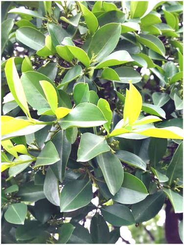 Figure 1. Carallia brachiata plant species. The image was taken by the authors in Guangzhou.