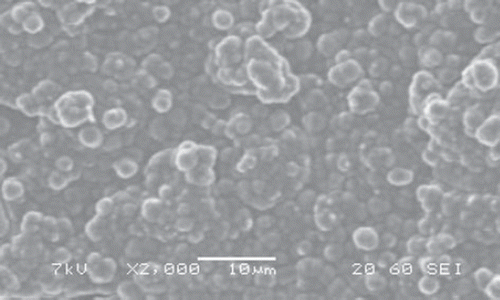 Figure 1. The SEM of the Pt/PPy-PVS electrode.