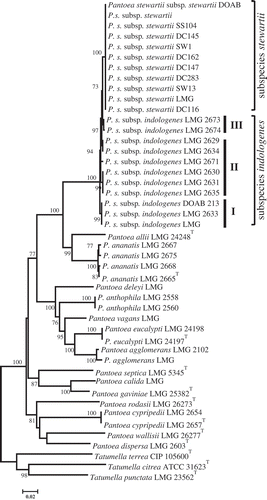 Fig. 2 Maximum likelihood inferred phylogenetic tree of Pantoea species from gyrB-leuS-rpoB concatenated sequences. Pantoea stewartii subsp. stewartii strains seem to be homogeneous while those of P. stewartii subsp. indologenes are heterogeneous. General time reversible substitution model was used with 1000 bootstrap replicates. Tatumella spp. used as outgroup.