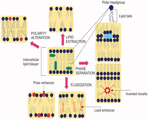 Figure 6. Mechanism of chemical penetration enhancers to improve the penetration of molecules through lipid bilayer.