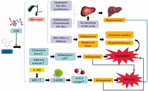 Figure 3. ANIT-induced liver injury. ANIT trigger the continuous development of hepatocyte injury by inducing cell stress via inflammation, hepatotoxicity, cholestatic jaundice, and hyperbilirubinemia, resulting in apoptosis, autophagy, cholestasis, and liver injury. GSH: glutathione; IL: interleukin; MIP-2: macrophage inflammatory protein-2; NADPH: nicotinamide adenine dinucleotide phosphate.