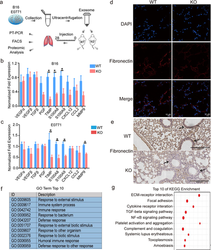 Figure 2. S100A10 deficiency prevents lung pre-metastatic microenvironment formation.