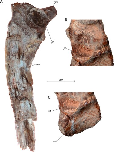 FIGURE 14. Articular region of the right mandible of the holotype specimen of Qianzhousaurus sinensis (GM 10004). A, photograph of the mandible articular region in dorsal view; B, photograph of the glenoid fossa in dorsal view; C, photograph of the retroarticular region in dorsal view. Abbreviations: glf, glenoid fossa; rart, retroarticular process; ssma, surrangular shelf muscle attachment.